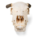Bovine skull (Bos taurus), with horns, specimen