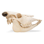 Bovine skull (Bos taurus), with horns, specimen