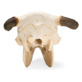 Bovine skull (Bos taurus), with horns, specimen