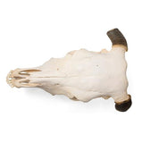 Bovine skull (Bos taurus), with horns, specimen