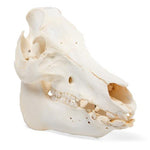 Domestic Pig Skull (Sus scrofa domesticus), Male, Specimen