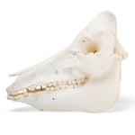 Domestic Pig Skull (Sus scrofa domesticus), Male, Specimen