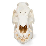 Domestic Pig Skull (Sus scrofa domesticus), Male, Specimen