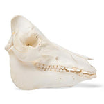 Domestic Pig Skull (Sus scrofa domesticus), Male, Specimen