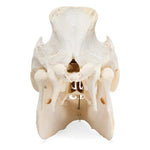 Domestic Pig Skull (Sus scrofa domesticus), Male, Specimen