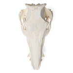 Domestic Pig Skull (Sus scrofa domesticus), Male, Specimen