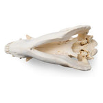 Domestic Pig Skull (Sus scrofa domesticus), Male, Specimen