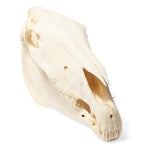Horse Skull (Equus ferus caballus), Specimen