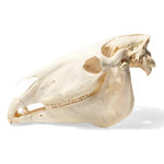 Horse Skull (Equus ferus caballus), Specimen