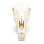 Horse Skull (Equus ferus caballus), Specimen