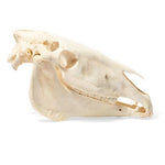 Horse Skull (Equus ferus caballus), Specimen