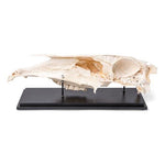 Half Horse Skull (Equus ferus caballus), Specimen