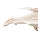Half Horse Skull (Equus ferus caballus), Specimen