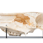 Half Horse Skull (Equus ferus caballus), Specimen