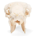 Domestic Sheep Skull (Ovis aries), Female, Specimen