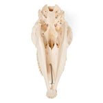 Domestic Sheep Skull (Ovis aries), Female, Specimen