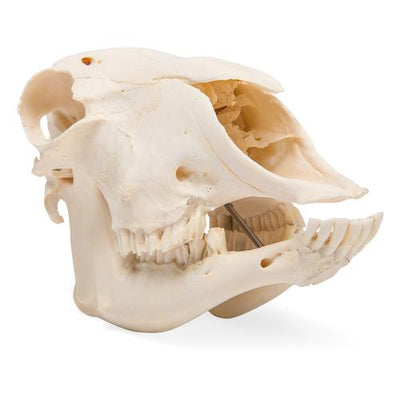 Domestic Sheep Skull (Ovis aries), Male, Specimen