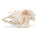 Domestic Sheep Skull (Ovis aries), Male, Specimen