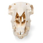 Domestic Sheep Skull (Ovis aries), Male, Specimen