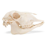 Domestic Sheep Skull (Ovis aries), Male, Specimen