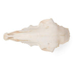 Domestic Sheep Skull (Ovis aries), Male, Specimen