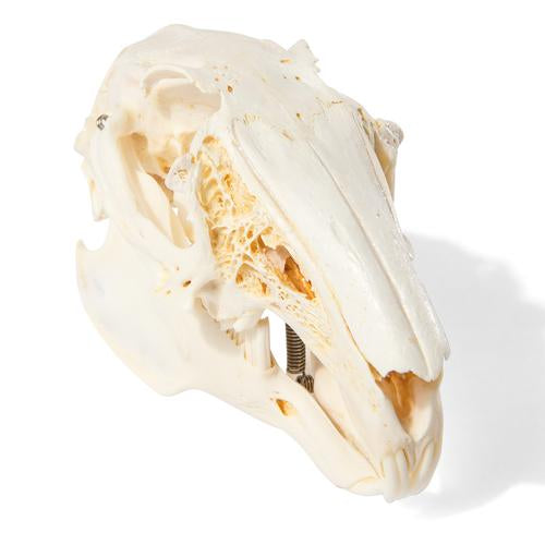 Rabbit Skull (Oryctolagus cuniculus var. domestica), Specimen