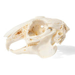Rabbit Skull (Oryctolagus cuniculus var. domestica), Specimen