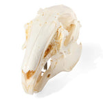 Rabbit Skull (Oryctolagus cuniculus var. domestica), Specimen