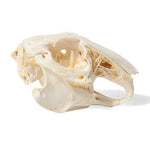 Rabbit Skull (Oryctolagus cuniculus var. domestica), Specimen