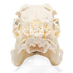Rabbit Skull (Oryctolagus cuniculus var. domestica), Specimen
