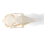 Rabbit Skull (Oryctolagus cuniculus var. domestica), Specimen