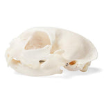Cat Skull (Felis catus), Specimen