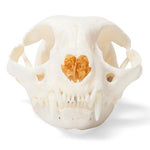 Cat Skull (Felis catus), Specimen