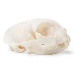 Cat Skull (Felis catus), Specimen