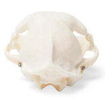 Cat Skull (Felis catus), Specimen