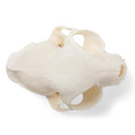 Cat Skull (Felis catus), Specimen