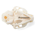 Cat Skull (Felis catus), Specimen