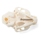Cat Skull (Felis catus), Specimen