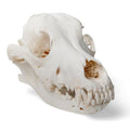 Dog Skull (Canis lupus familiaris), Size L, Specimen