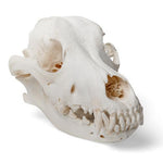 Dog Skull (Canis lupus familiaris), Size L, Specimen