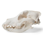 Dog Skull (Canis lupus familiaris), Size L, Specimen