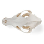 Dog Skull (Canis lupus familiaris), Size L, Specimen