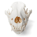 Dog Skull (Canis lupus familiaris), Size M, Specimen