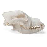Dog Skull (Canis lupus familiaris), Size M, Specimen