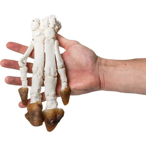 Domestic Pig Foot (Sus scrofa domesticus), Specimen