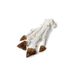 Domestic Pig Foot (Sus scrofa domesticus), Specimen