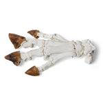 Domestic Pig Foot (Sus scrofa domesticus), Specimen