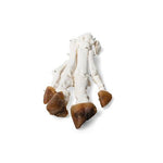 Domestic Pig Foot (Sus scrofa domesticus), Specimen