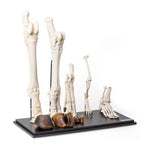 Hind Legs of Different Mammals (Mammalia)