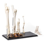 Hind Legs of Different Mammals (Mammalia)